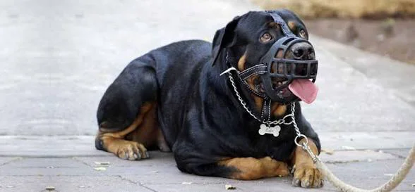 Perro potencialmente peligroso