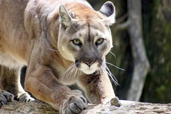 Puma - ilustrativo