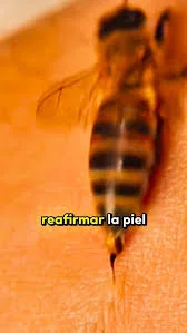 Avispa brasileña 