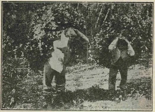 Trabajadores de la Yerba. Foto Web 