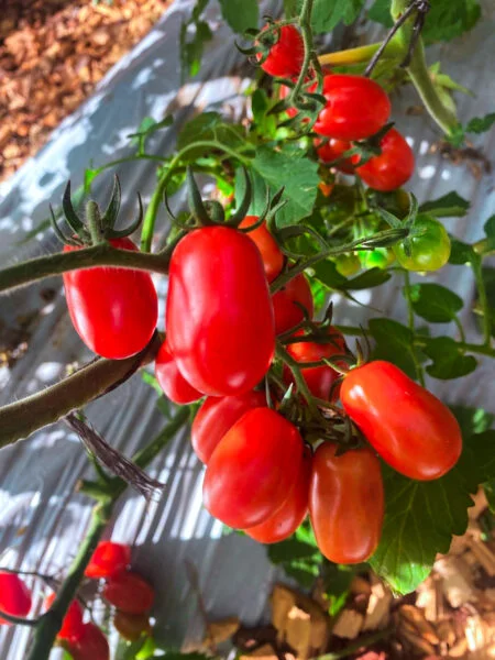 Tomate Cherry
