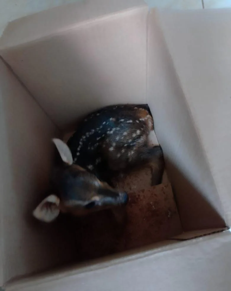Venado bebe
