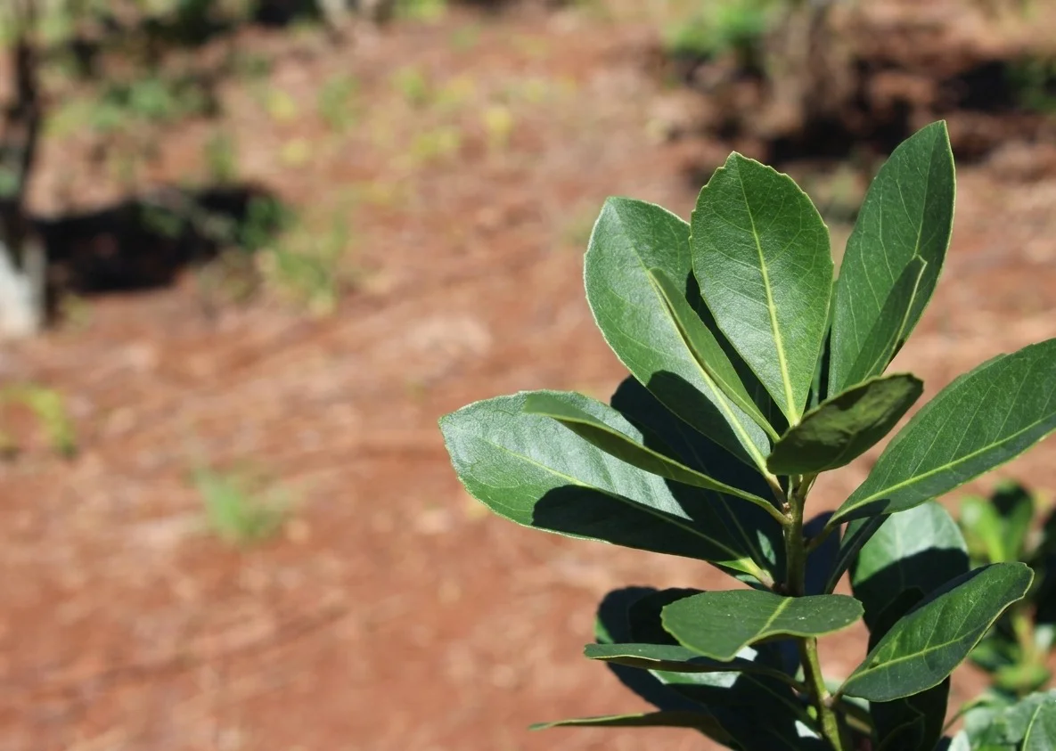 Yerba