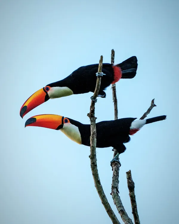 Aves tucan