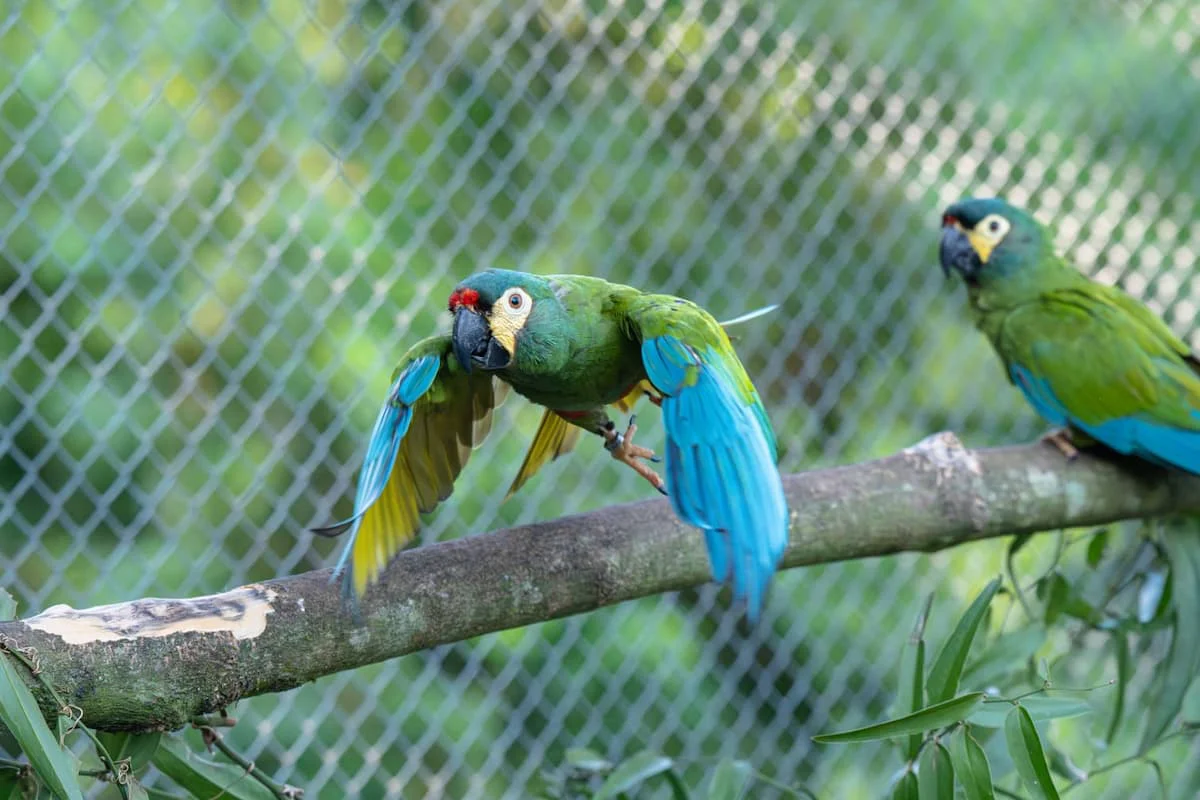 Aves Misioneras