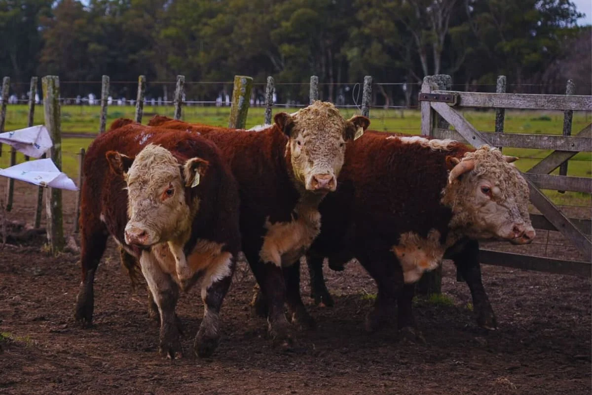 Vacas