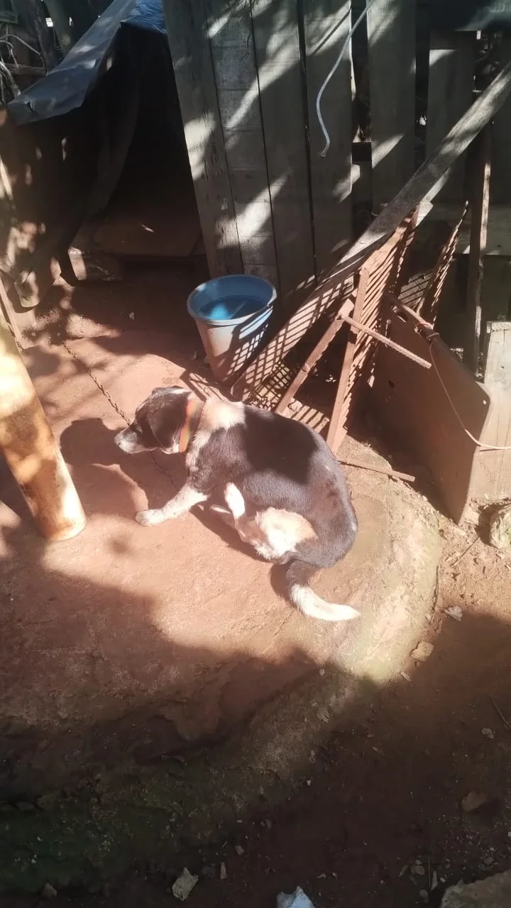 Perros