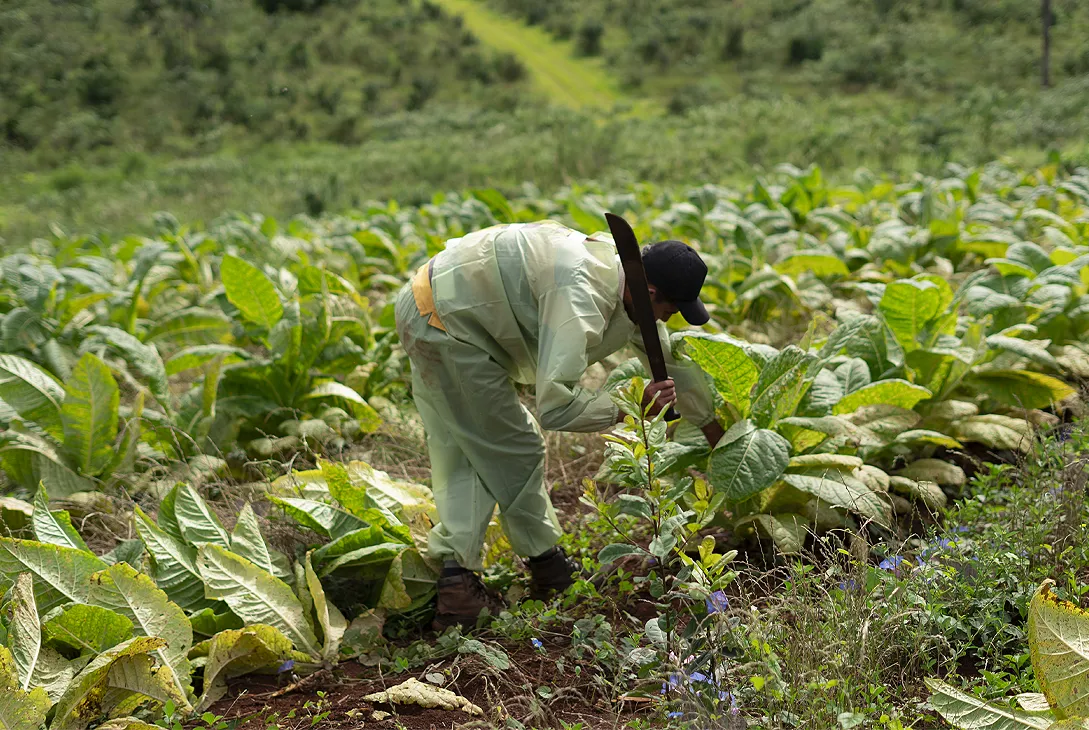 TABACO-BIOINSUMO-COSECHA-SALTO-ENCANTADO_0009_Capa-7