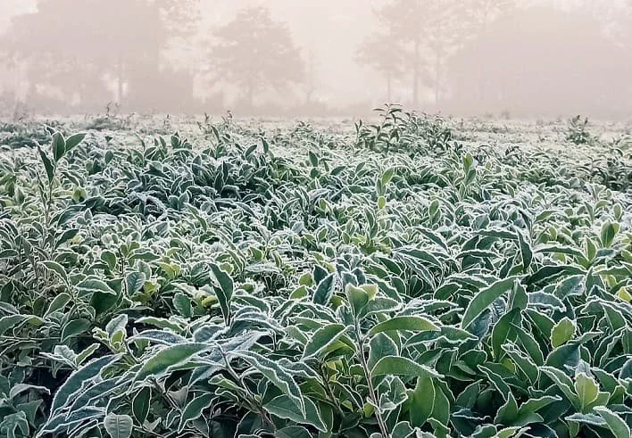 Heladas frio