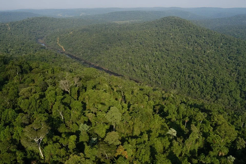 Bonos de Carbono. Selva 