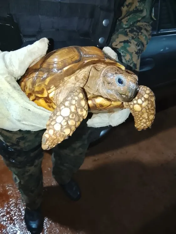 Tortuga