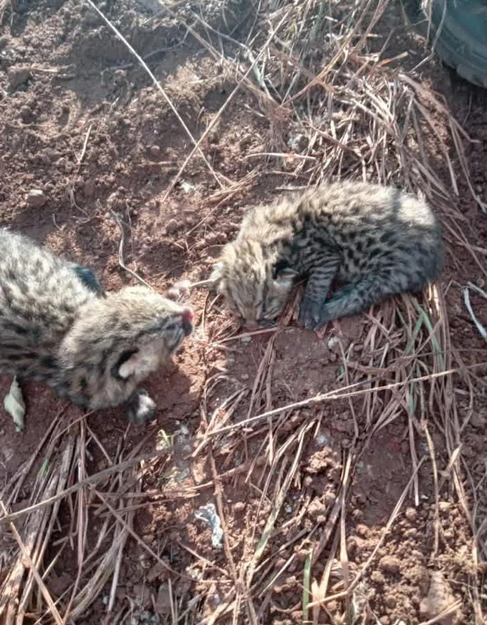 Felinos 