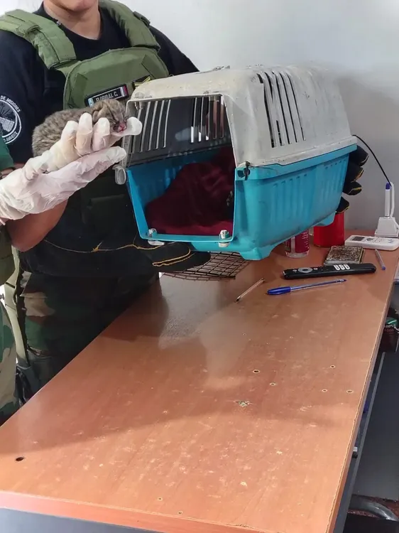 Felinos