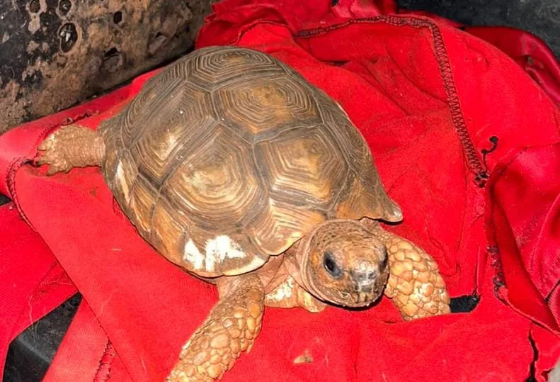 Tortuga