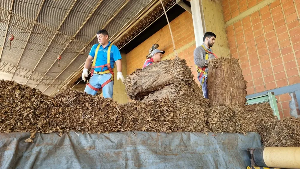 acopio-de-tabaco-6-1536x865